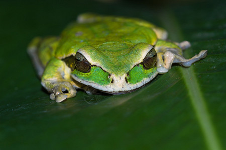 在哥斯达黎加的一片大绿叶上一只面罩图片