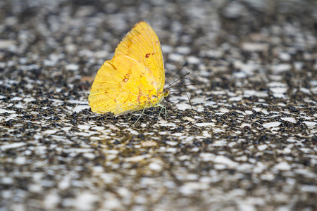 小黄蝴蝶的详情将水从混凝土地板上挖下来在图片