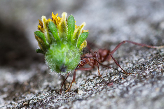 一只红色切叶蚁背着沉重的黄色花蕾的宏图片