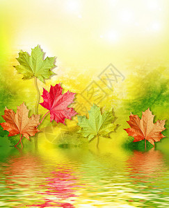 秋天风景美丽的叶子多彩图片
