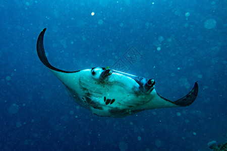 NusaPenidaBaliManta在潜水图片