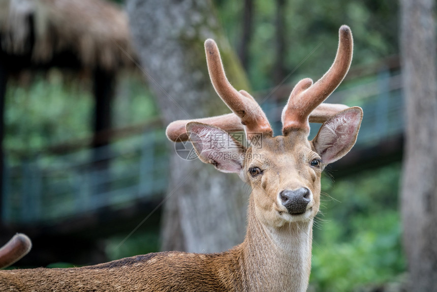 高清直击雄鹿大战黄蜂关键战役实时呈现
