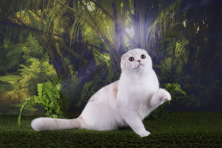 走在狂放的密林的猫图片