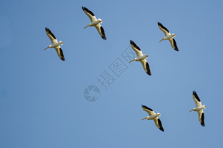 美国白鹈鹕群在蓝天中飞翔图片