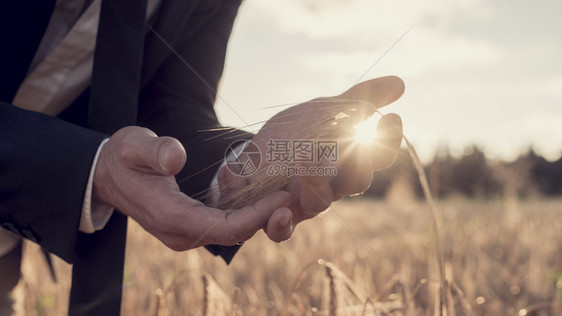 一个身穿西装的商人站在小麦田里每天早上亮出阳光在手指之间闪耀着近距离的概念视野下图片