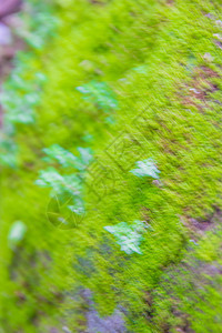 脏混凝土上的绿色苔藓绿色苔藓背景绿色图片