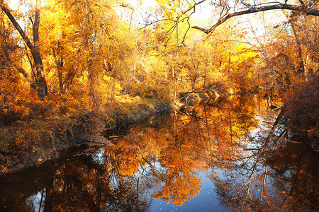 秋天森林与河图片