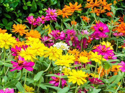 辛尼亚花是园中最容易生图片