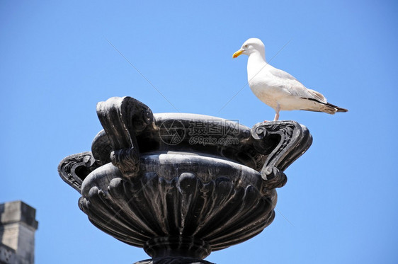 海鸥站在德尔比广场的石雕上图片