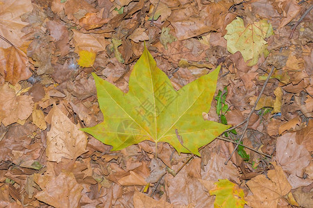 背景与秋天五颜六色的树叶图片