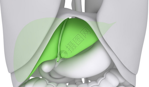 与腹部器官隔离的肝图片