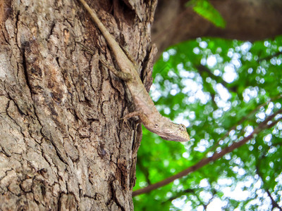 蜥蜴躲在树上挂在树上看周围区域图片