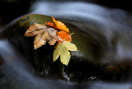 山涧水中深色石头上的美丽秋叶图片