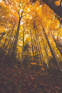 阳光明媚的森林秋天自然背景图片