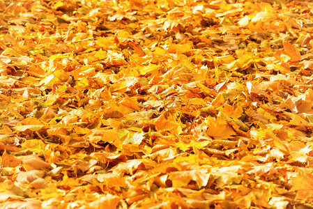 一个公园秋天落下橙色叶图片