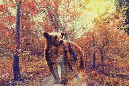 双重曝光夕阳下的熊与秋林图片