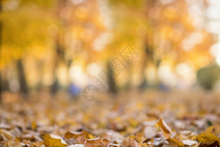 秋季或秋季抽象自然背景公园秋季树木和树叶的图片
