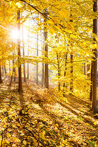 秋天的森林励志景观秋天的风景与黄色温暖的阳光和的树木和图片