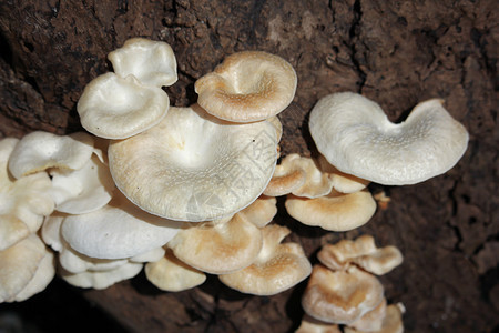 长在枯木上的白蘑菇图片