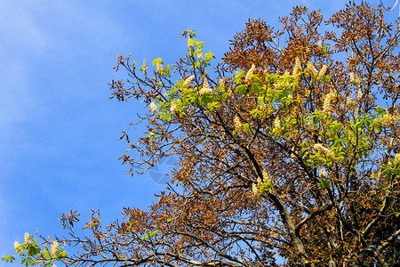 自然异常秋天的栗子花图片