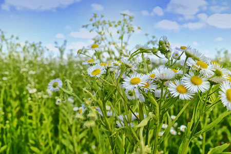 野花雏菊夏日风景白色洋甘菊花图片