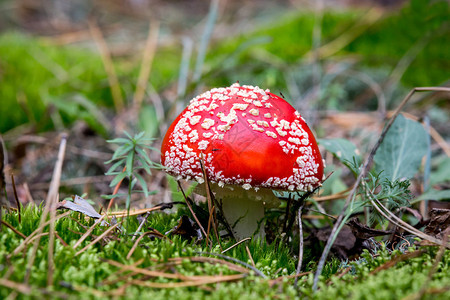 在松树林的绿色苔藓上飞木耳蘑菇图片