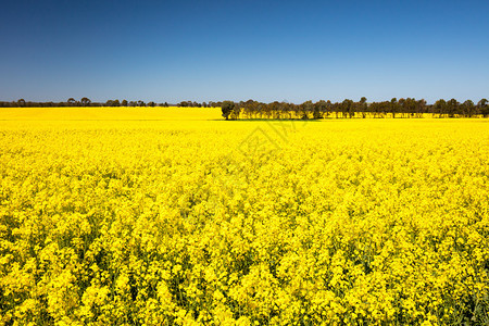 Canola田地在澳洲维多利亚金矿区Smeaton附近的阳背景图片