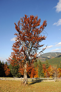 秋天的风景与山中的树图片