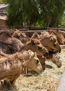 农场上的骆驼群背景图片