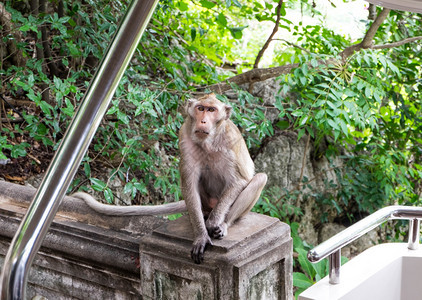 猴子坐在有线汽车外面图片