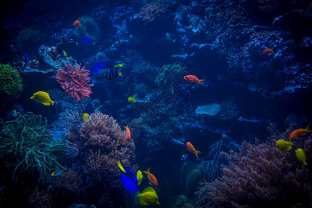 热带鱼类在蓝色珊瑚礁海水族馆中相遇图片素材
