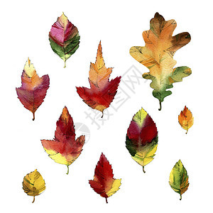 水彩素描集用水彩和墨水画的秋叶图片