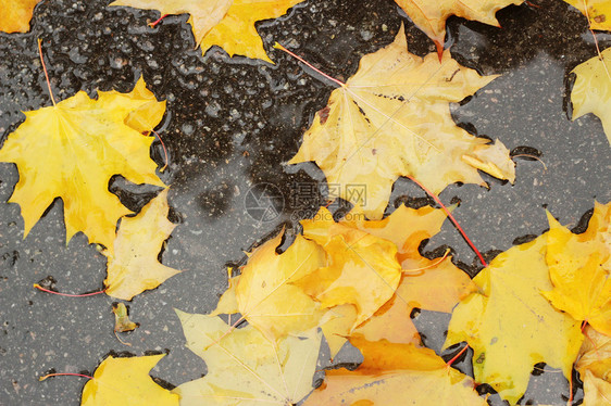 地上水坑里有湿润的树图片