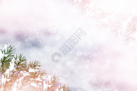 冬季风景雪覆盖树图片