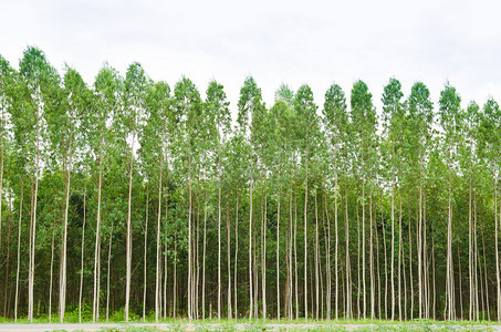 泰国的Eucalyptus森图片