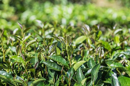 绿树上的红茶叶或黑龙茶叶在图片