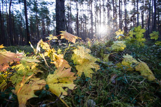 秋天的森林树木乡村的秋天场景图片
