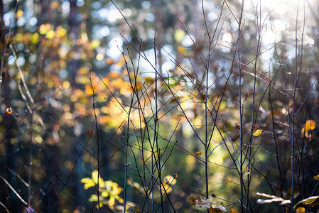 秋天色的森林树叶在树林里晒太阳图片