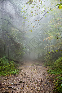 创辉秋天的树木在雨后潮湿的森林中浓雾中风景优美的小径图片