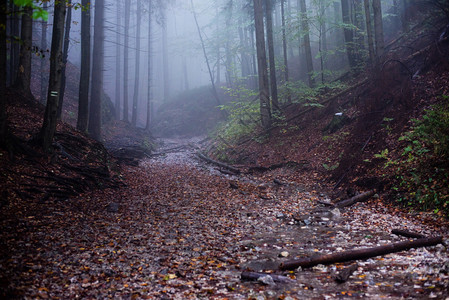 创辉秋天的树木在雨后潮湿的森林中浓雾中风景优美的小径图片