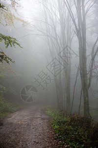 创辉秋天的树木在雨后潮湿的森林中浓雾中风景优美的小径图片