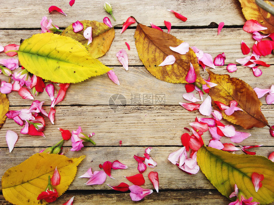 七彩花黄叶的秋季作文图片