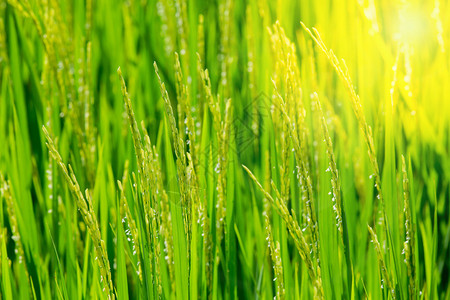 早上稻田里的绿稻图片