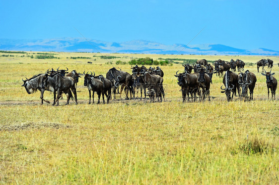 非洲大草原上的角马图片
