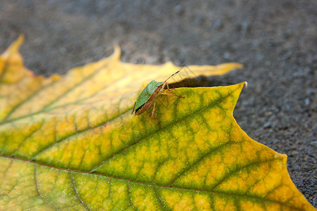 关闭秋季枫叶上的绿色盾虫或臭虫的视图绿色和黄色枫叶作为深色水泥地板图片