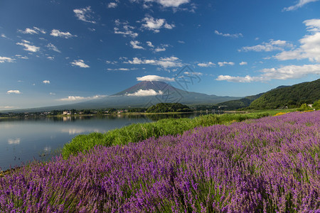 河口湖的富士山景观日本图片