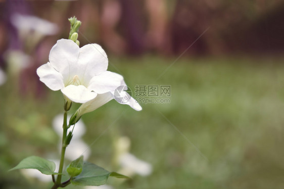 泰国曼谷的白色沙漠玫瑰花图片