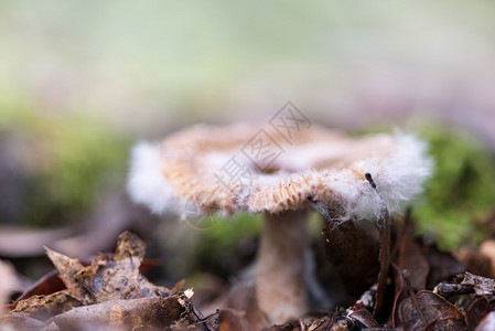 蘑菇创意秋季景观背景图片