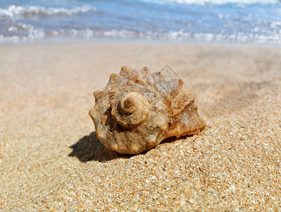 沙滩上的大型雪螺壳站在金沙图片