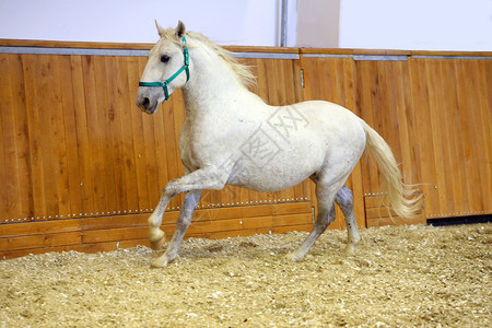 年轻的纯种lipizzan品种马独自慢跑在骑马厅里奔跑的灰色图片